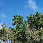 autoridades allanaron vivienda